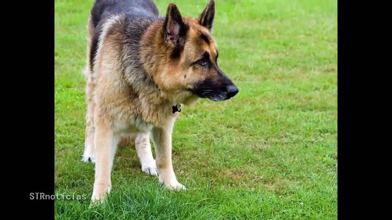 Cada noche cuando sus dueños duermen, lo que hace el perro desconcierta a todos._HD