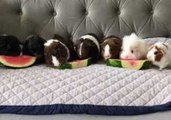 Guinea Pigs Enjoy Watermelon Snack