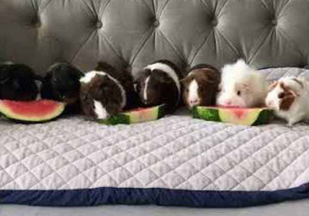 Guinea Pigs Enjoy Watermelon Snack