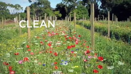 New Zealand Wine_ Manaia Animation