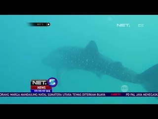 Hiu Paus Kembali ke Lokasi Wisata - NET5