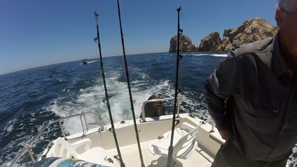Sea Lions Catch a Ride Fishing Boat