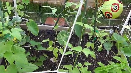 Growing Gourds Part 1 of 5 - Introduction to Gourds
