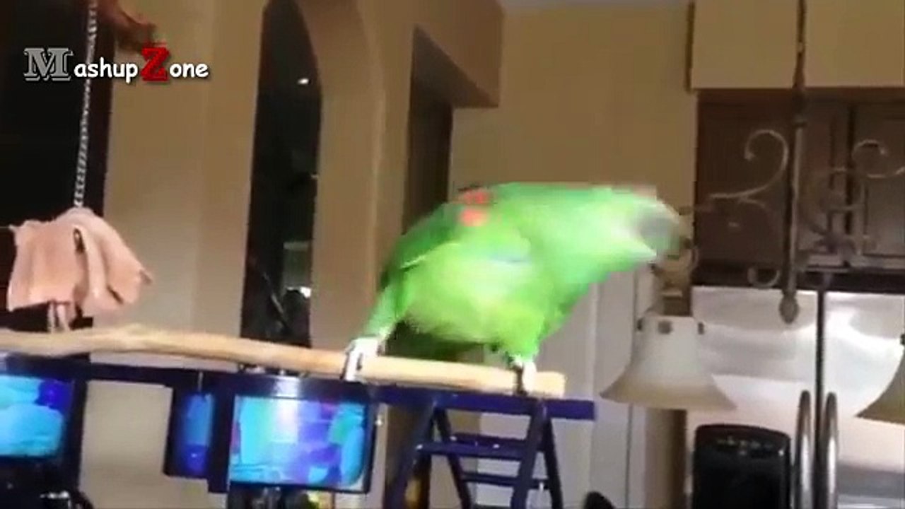 Parrots Dancing - A Funny Parrot Videos Compilation || NEW HD