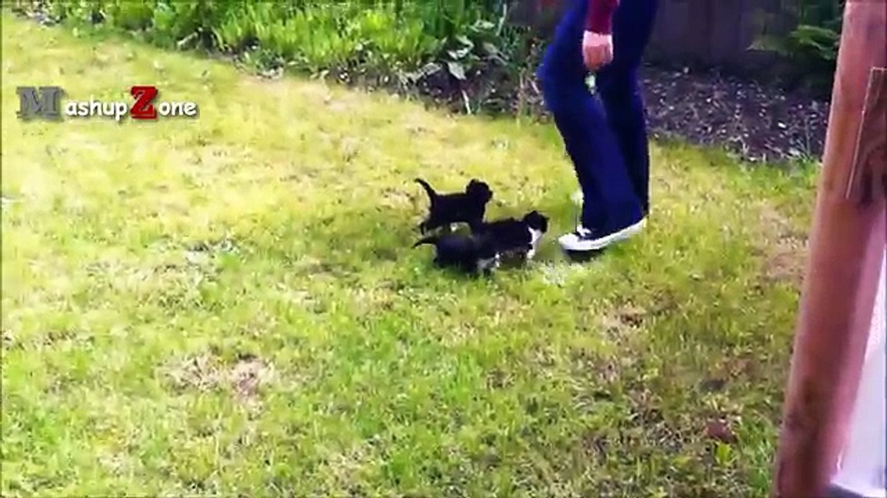 Cute Kittens - A Funny And Cute Kitten Videos Compilation 2017 [BEST OF]