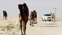لماذا استهدفت السعودية الإبل القطرية؟