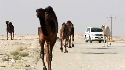 لماذا استهدفت السعودية الإبل القطرية؟