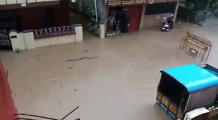 Heavy Rain In India...!!!Snakes flowing on Road...!!!Live from Mangalore...!!!!