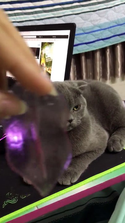 cat play silicon