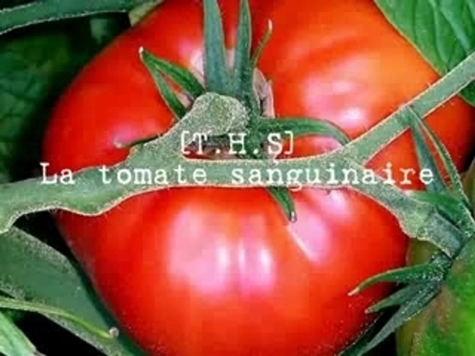 Counter strike by la tomate