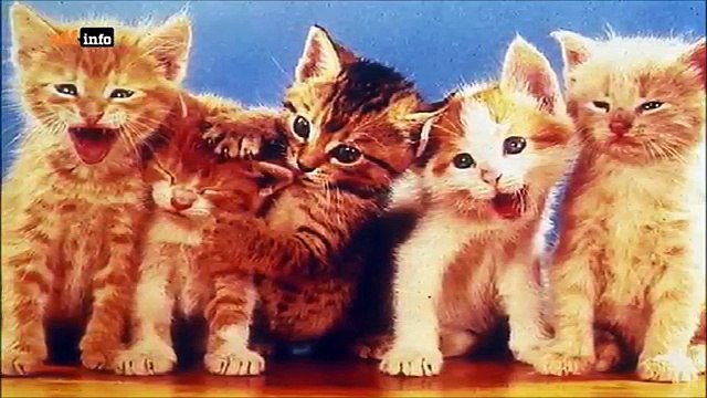 SERIENKILLER - Mörderische Triebe - Im Visier der Fahnder DOKU Deutsch