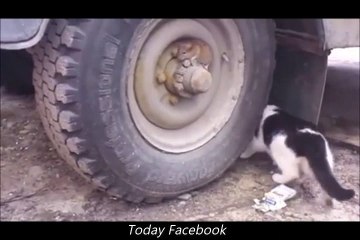 Thug Life Rat - Today Facebook