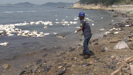 기름띠가 점령한 해안...피서철 바다 '위기' / YTN