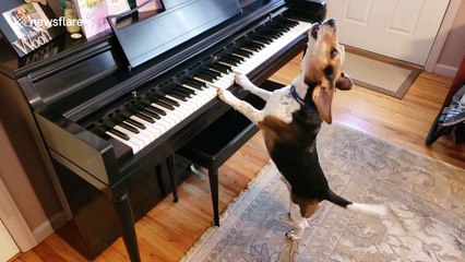 Buddy the beagle shows off his piano and singing skills