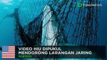 Video hiu dipukuli timbulkan protes - TomoNews