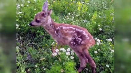 Köpeklerden kurtarılan karaca yavrusuna keçi 'anne' oldu - SİNOP