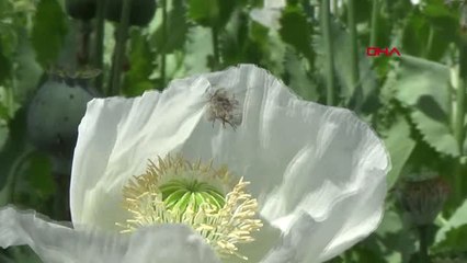 Afyonkarahisar Arıcıların Gözdesi Haşhaş Poleni