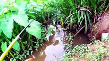 Team Fishing At Siem Reap Province -Cambodia Traditional Fishing