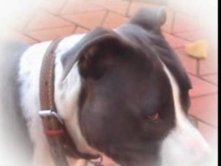 ZEUS AMSTAFF  ET KARABAS KANGAL