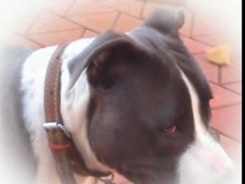 ZEUS AMSTAFF ET KARABAS KANGAL