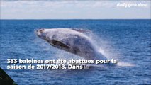 120 baleines enceintes tuées par le Japon