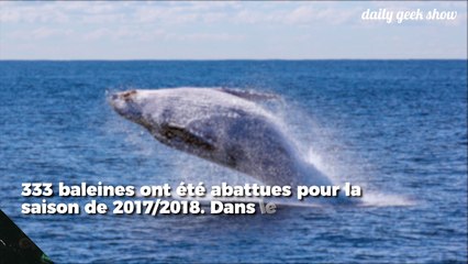 120 baleines enceintes tuées par le Japon