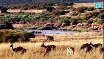 Hero Baboons Save Impala From Cheetah in Kruger National Park    Baboon vs Cheetah