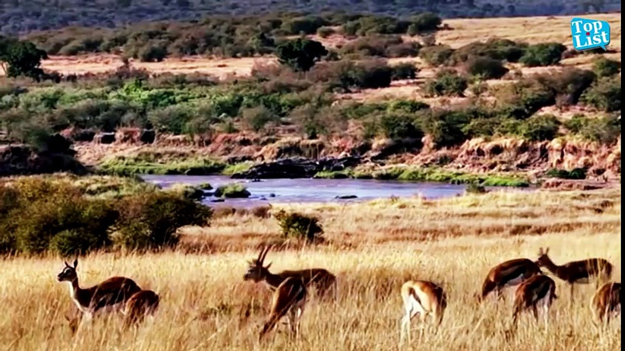 Hero Baboons Save Impala From Cheetah in Kruger National Park    Baboon vs Cheetah