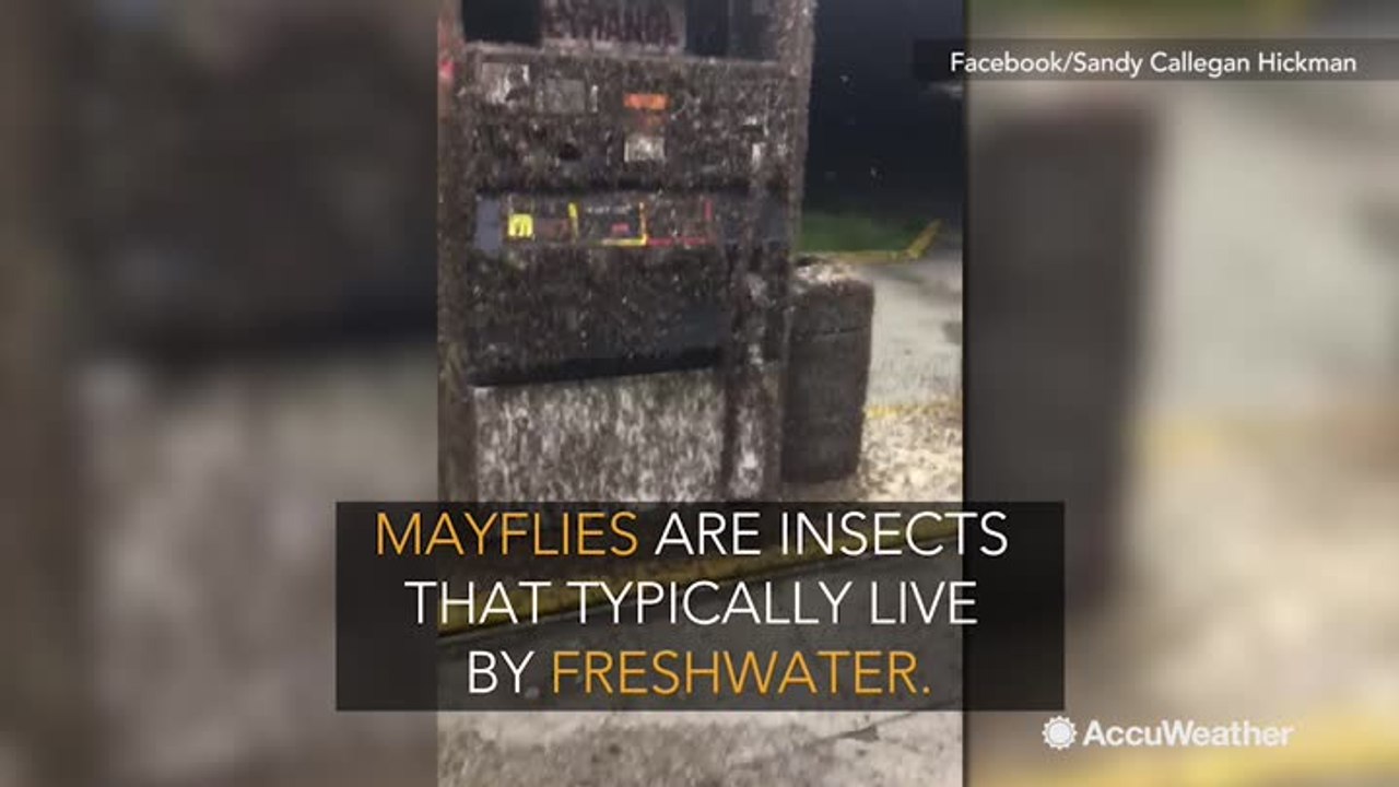 Millions of mayflies swarm Louisiana gas station