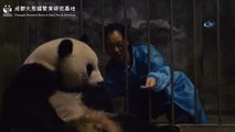 - 2018’in ilk ikiz pandaları Çin’de doğdu
