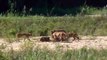 Ce lionceau s'en prend à un lézard mais regardez qui vient le sauver!