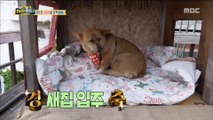 [Haha Land 2] 하하랜드2 - Make a special gift for a dog 20180530