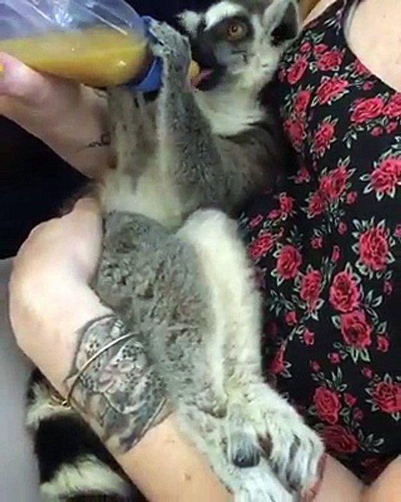 Amazing way way to feed your pet