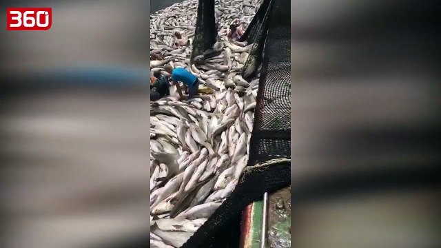 Sa të mëdhenj që qenkan , peshkatarët habiten nga peshqit që kishte zënë rrjeta (360video)