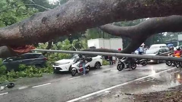 Several cars badly damaged by fallen trees