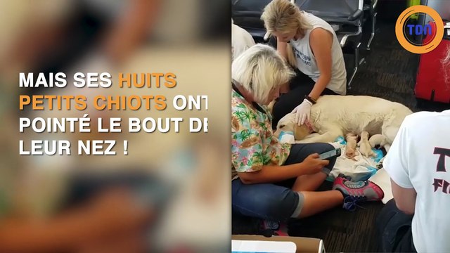 Un labrador donne naissance à huit chiots à l'aéroport