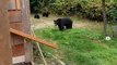 Pour faire partir une famille d'ours de son jardin il suffit de demander gentiment