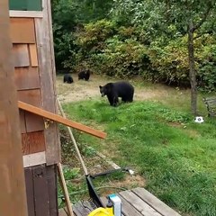 Pour faire partir une famille d'ours de son jardin il suffit de demander gentiment