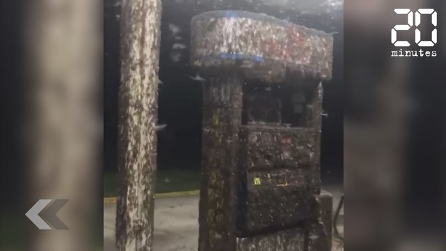 Terrible invasion d'insectes ! - Le Rewind du Mercredi 30 Mai 2018