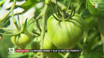 Agriculture : la musique change-t-elle le goût des produits ?