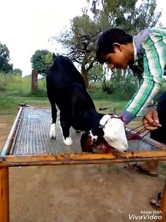 ये ‌बकरी  ‌भी ‌घोडी ‌से ‌कम ‌‌‌नहीं ‌हैं,