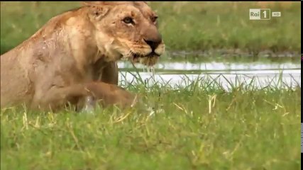 I leoni delle paludi