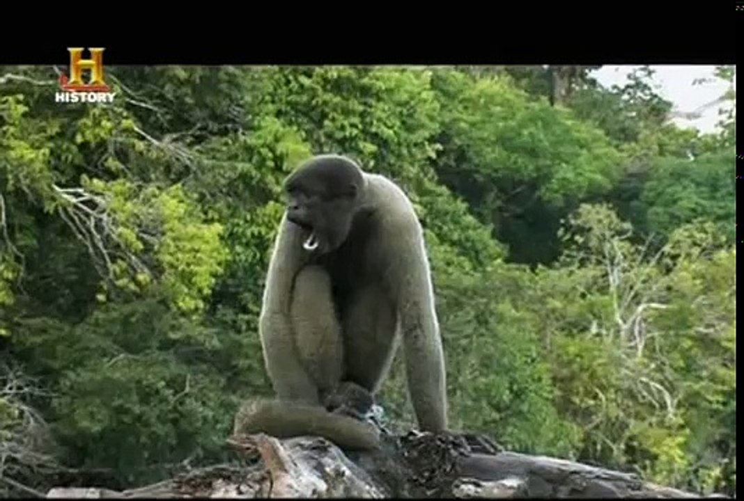 Predatori Marini