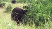 Moment pair of Cape Buffalo get their horns locked together