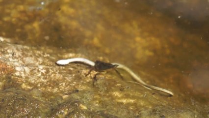 Une punaise d'eau géante s'en prend à un serpent...