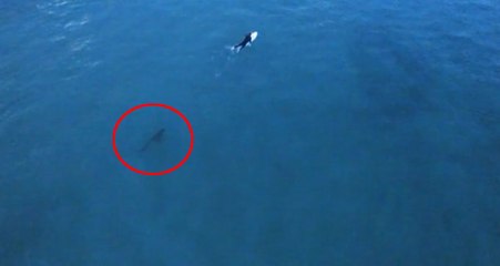 Sörfçüleri Takip Eden Balina, Saniye Saniye Görüntülendi