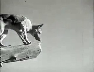 1936 Caryl Of The Mounties Rim Tim TIm part 2/2