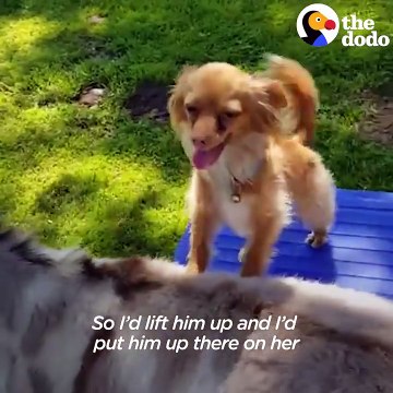 Dog Just Wants His Donkey Friend To Be Happy _ The Dodo Odd Couples