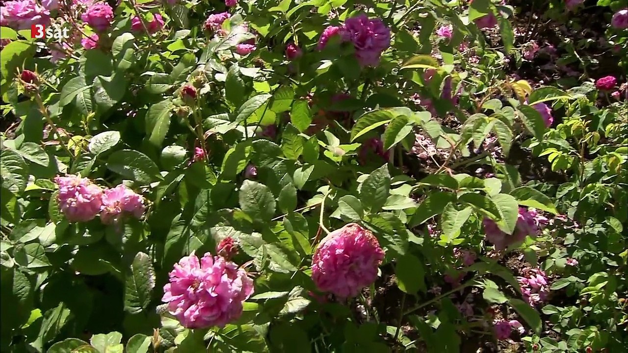 3sat Rose - Königin der Blumen.mp4