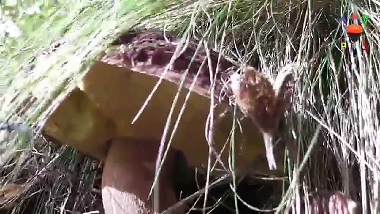 BIG DAY - Funghi PORCINI GIGANTI !!!